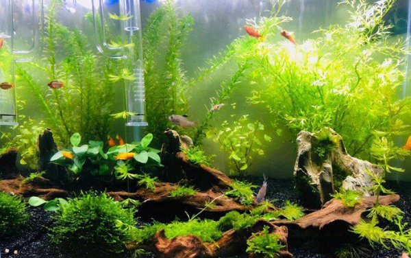 有水就能活的水草