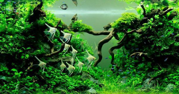 有水就能活的水草