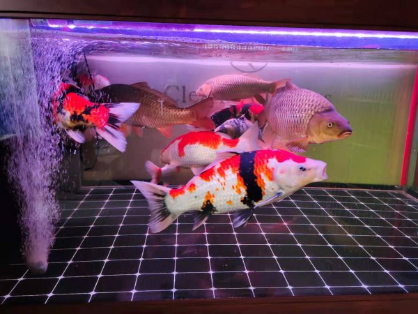 鱼撞缸怎么回事