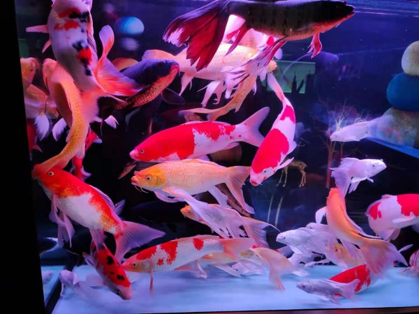 鱼撞缸怎么回事