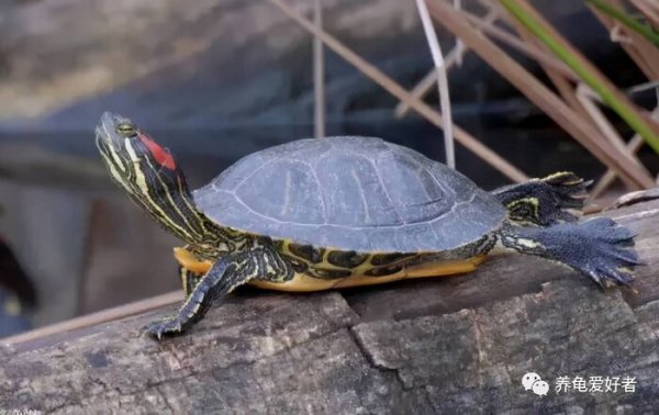 小乌龟的壳软了怎么办