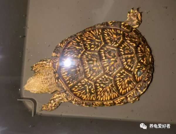 小乌龟的壳软了怎么办