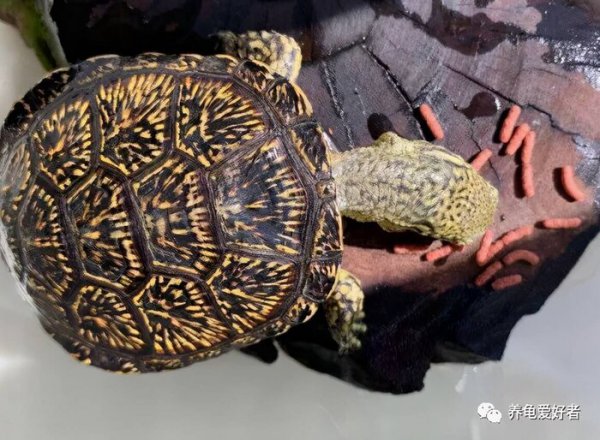 小乌龟的壳软了怎么办