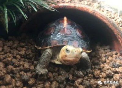 乌龟腐皮会传染吗 乌龟腐皮传染怎么处理 需要隔离吗