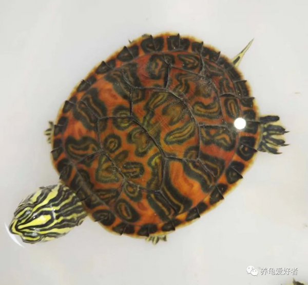 乌龟腐皮会传染吗