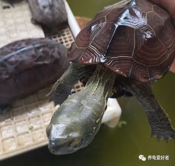 乌龟腐皮会传染吗