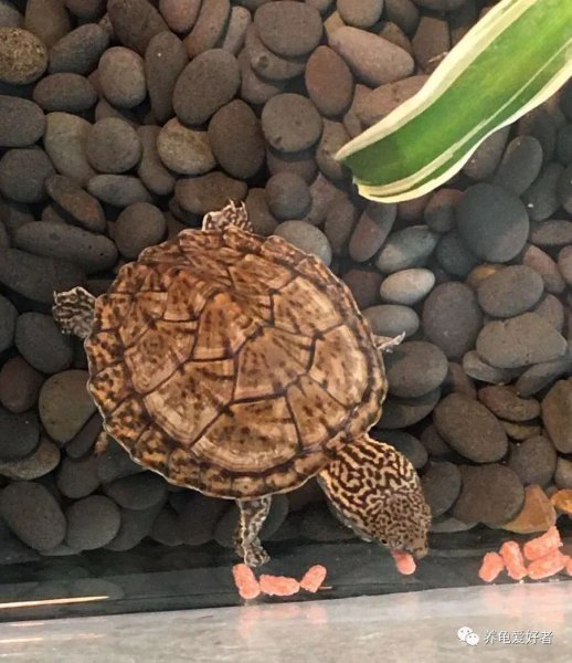 乌龟腐皮会传染吗