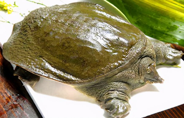 鸡肝能钓什么鱼