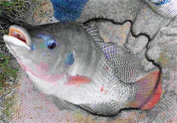 鸡肝能钓什么鱼