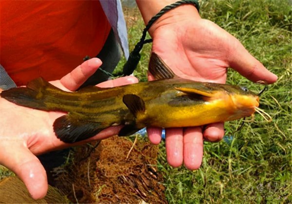 鸡肝能钓什么鱼