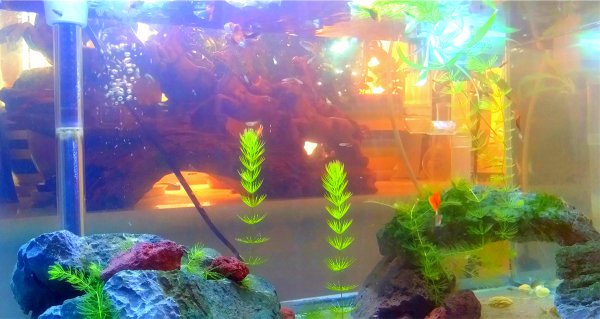 鱼缸自动循环水系统制作