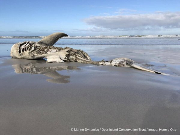 大白鲨的天敌是谁