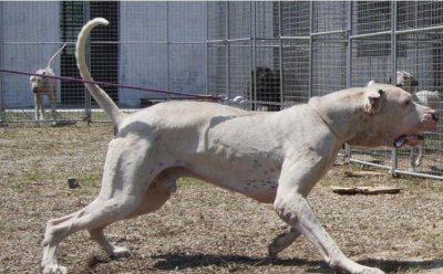 世界上最厉害的狗王是什么狗 实力派的世界级猛犬