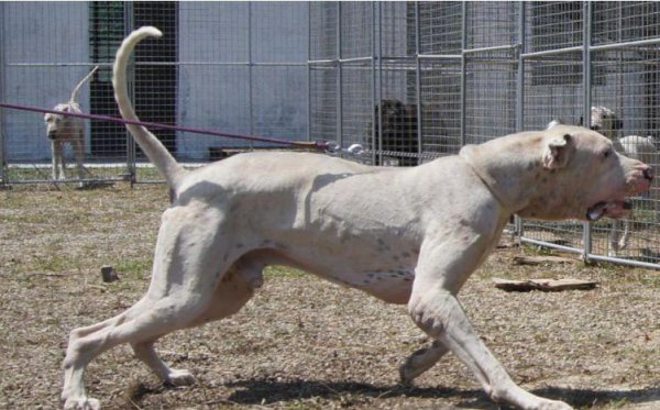 世界上最厉害的狗王是什么狗