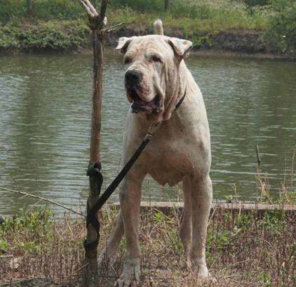 世界上最厉害的狗王是什么狗