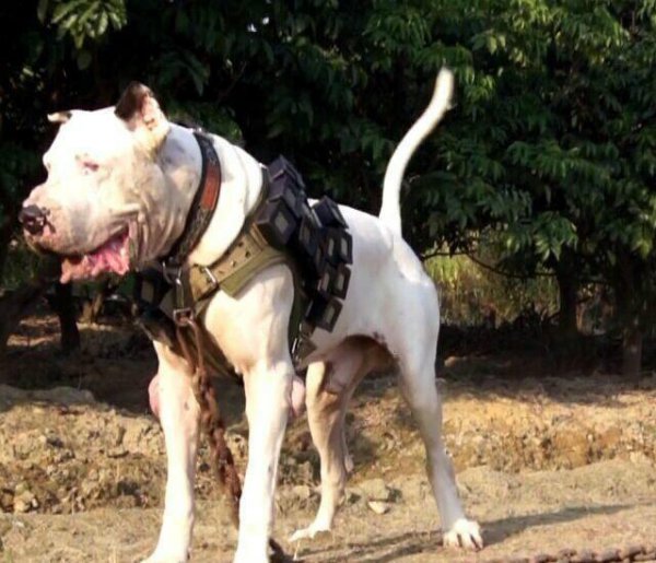 世界上最厉害的狗王是什么狗