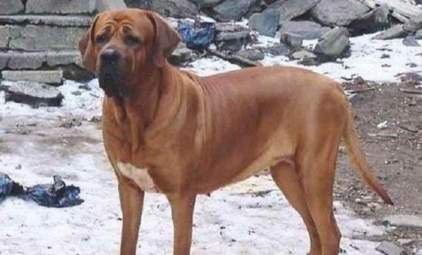 世界上最厉害的狗王是什么狗