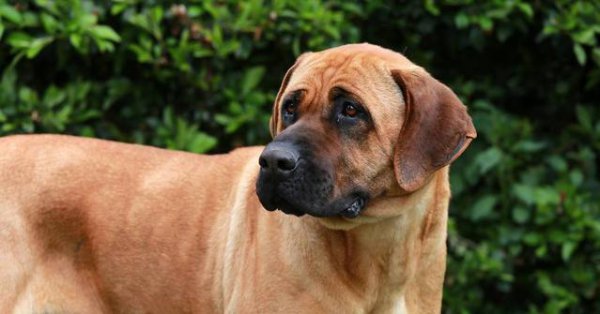 世界上最厉害的狗王是什么狗