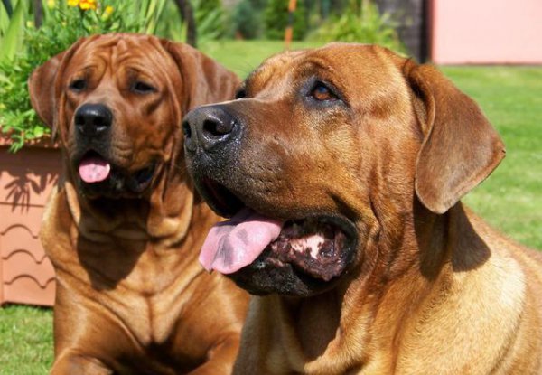 世界上最厉害的狗王是什么狗