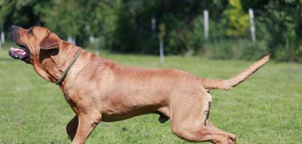 世界上最厉害的狗王是什么狗