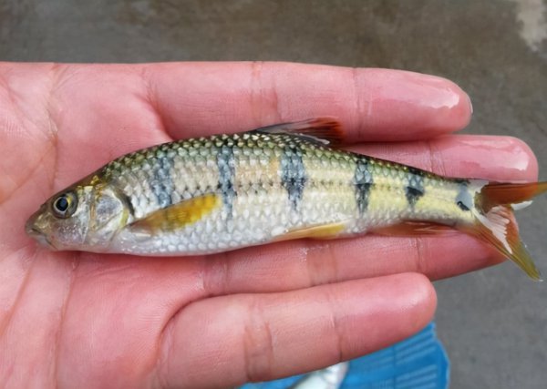 淡水河里的小鱼品种