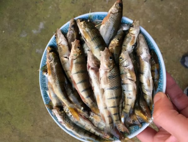 淡水河里的小鱼品种