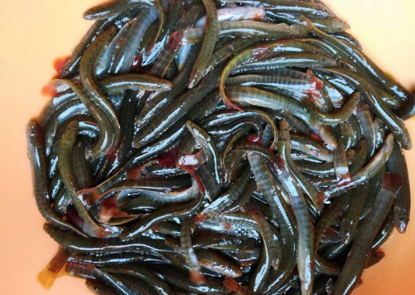 淡水河里的小鱼品种