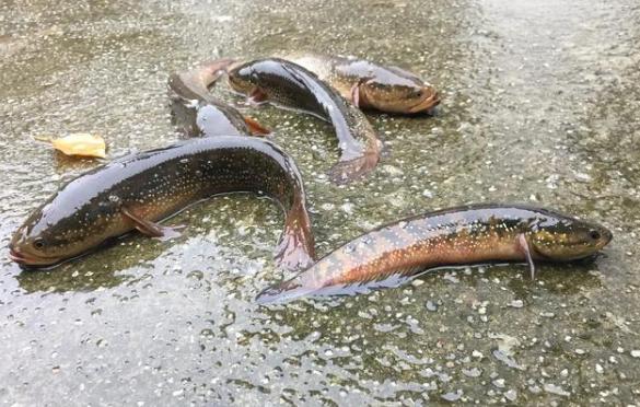 淡水河里的小鱼品种