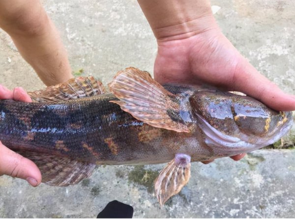 淡水河里的小鱼品种