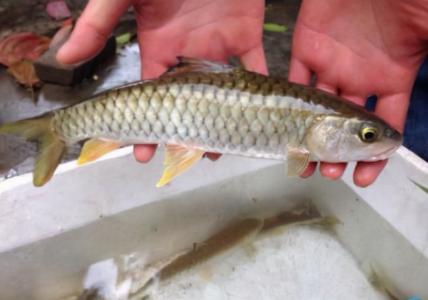 淡水河里的小鱼品种