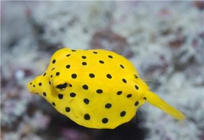 世界上最可爱的鱼长什么样 世界上最可爱的鱼有哪些