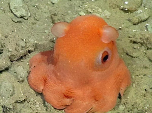 世界上最可爱的鱼长什么样