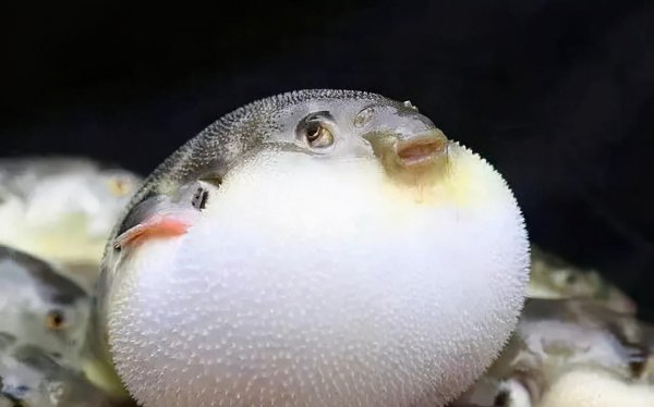 世界上最可爱的鱼长什么样