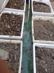 露天的鱼池怎样防绿藻 户外水池怎么处理避免长绿藻