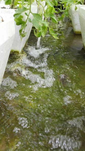 露天的鱼池怎样防绿藻