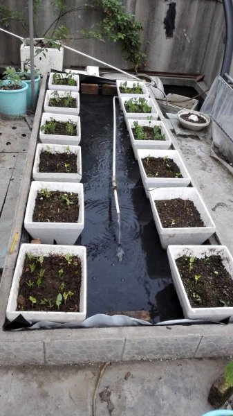 露天的鱼池怎样防绿藻