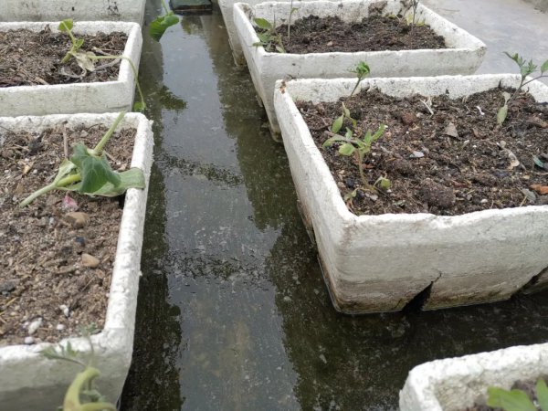 露天的鱼池怎样防绿藻