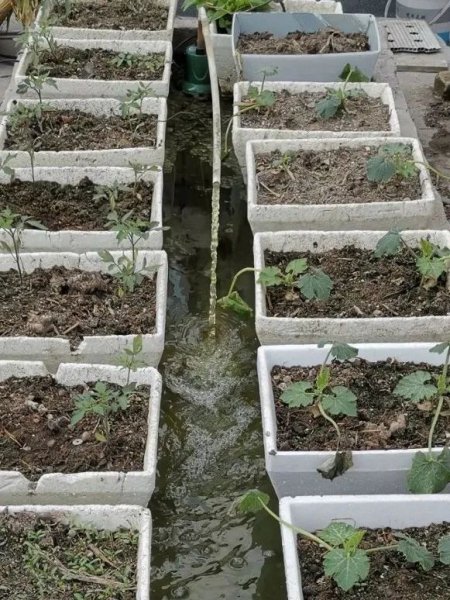 露天的鱼池怎样防绿藻