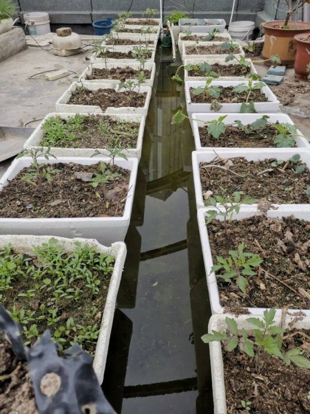 露天的鱼池怎样防绿藻