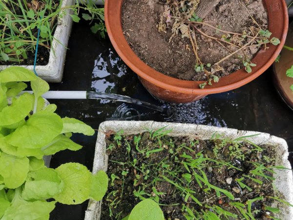 露天的鱼池怎样防绿藻