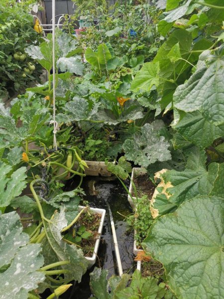 露天的鱼池怎样防绿藻