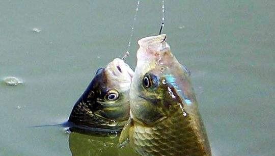 为什么夜钓鲫鱼不开口