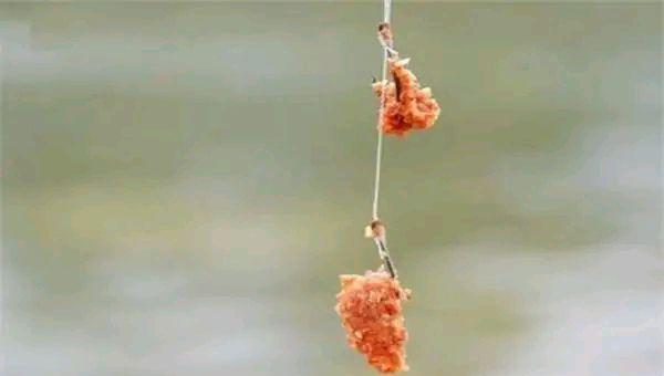 为什么夜钓鲫鱼不开口