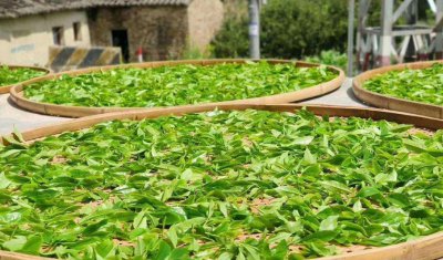 鸭屎香是什么香型和味道 鸭屎香这个名字是怎么来的