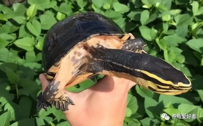 养小乌龟的正确方法 养宠物小乌龟的技巧及注意事项