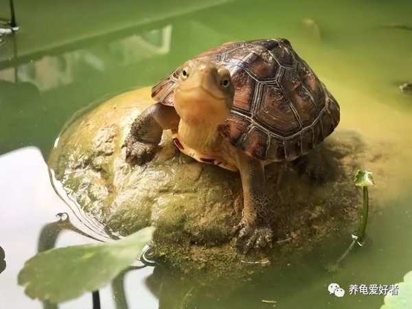 养小乌龟的正确方法
