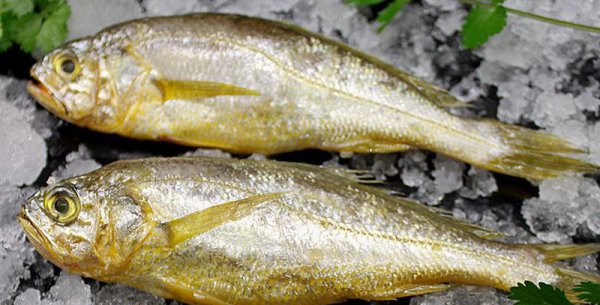 小黄鱼和黄花鱼一样吗