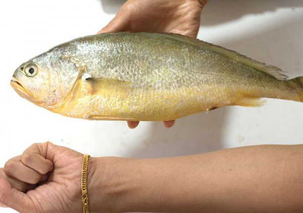 小黄鱼和黄花鱼一样吗