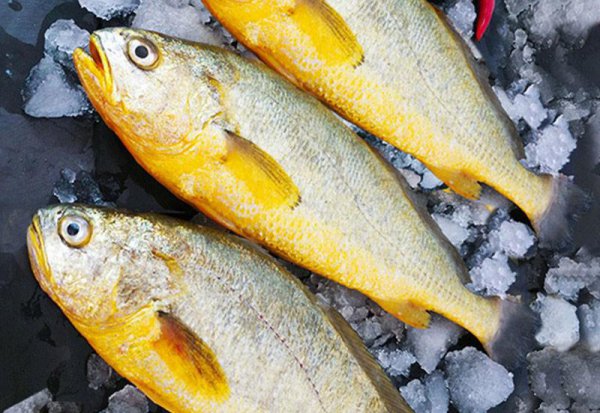 小黄鱼和黄花鱼一样吗