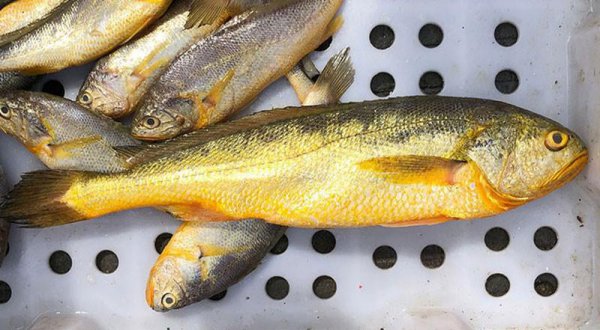小黄鱼和黄花鱼一样吗
